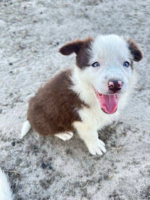 Border collie valor so hoje