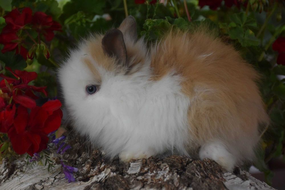 Karzełek Teddy / karzełki Teddy / miniaturki / miniaturka