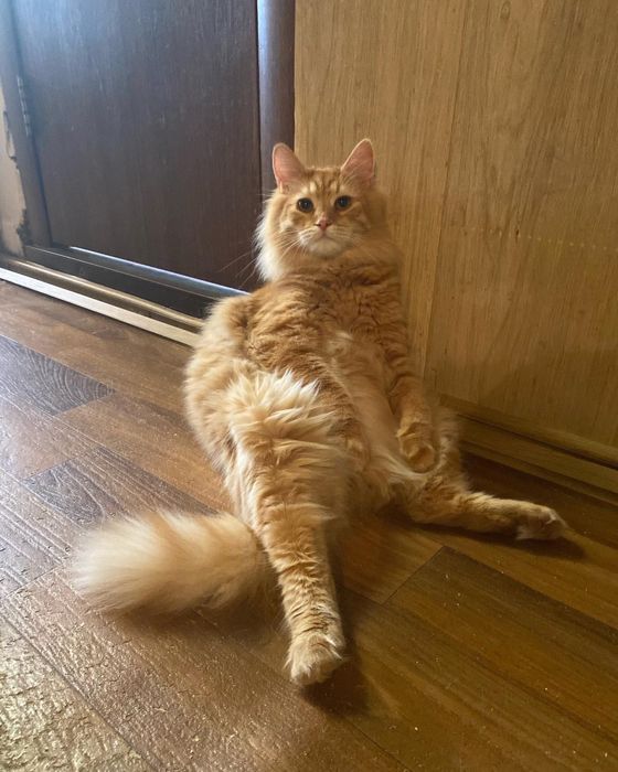 Кошеня в добрі руки