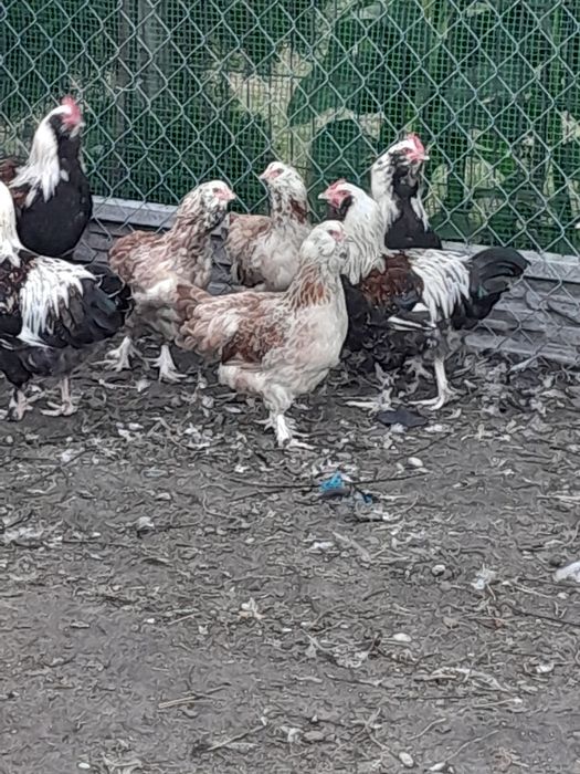 Sprzedam kury ozdobne