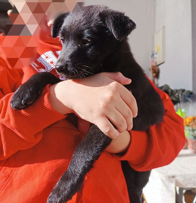 Oddam szczeniaki (2 suczki) 11 tygodniowe