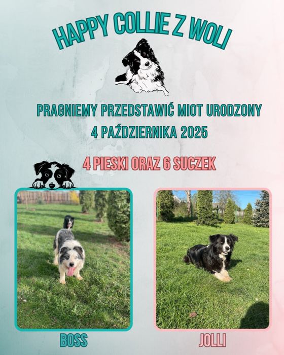 Szczeniak border collie czarno-biały z bad. genetycznymi i rodowodem)