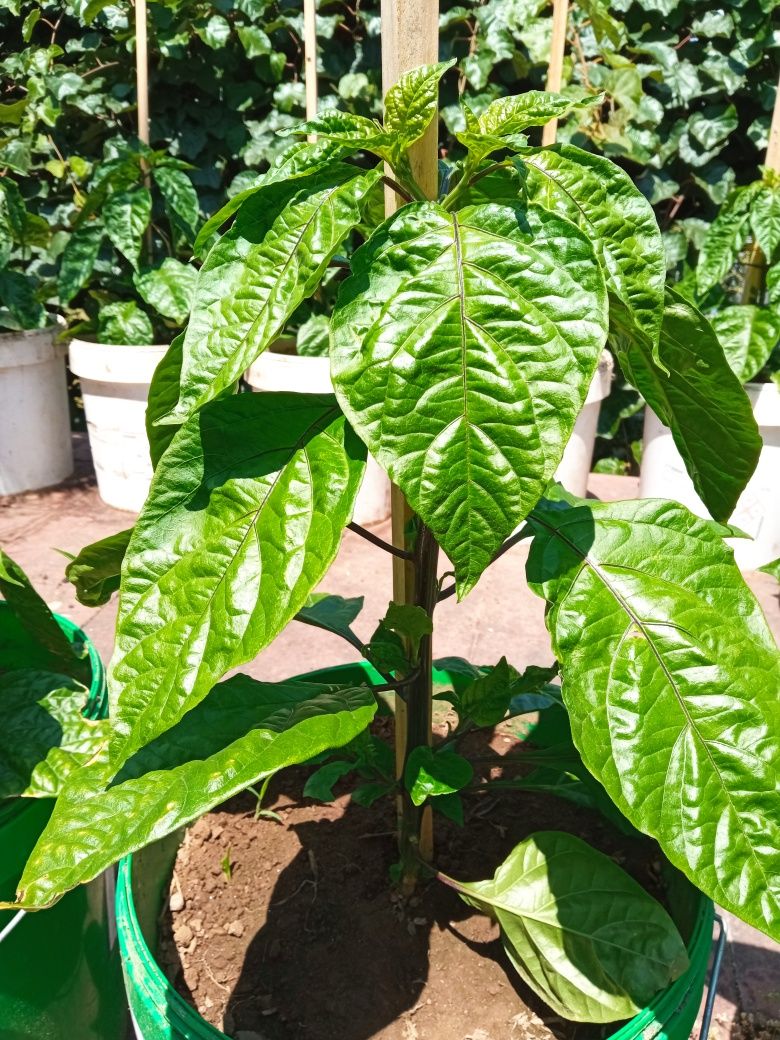 Plantas de malaguetas Carolina reaper e ghost pepper já transplantadas