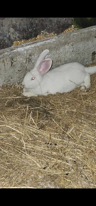Sprzedam króliki 4 miesięczne