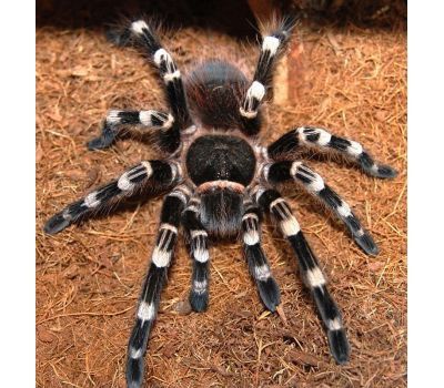 Белоколенный птицеед (Acanthoscurria geniculata) взрослая самка