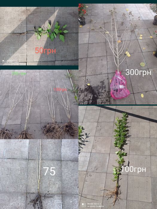 Продам саджанці  гібіскуса сирійського, є хризантема різна