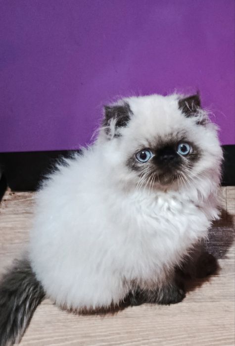 Персидский малыш