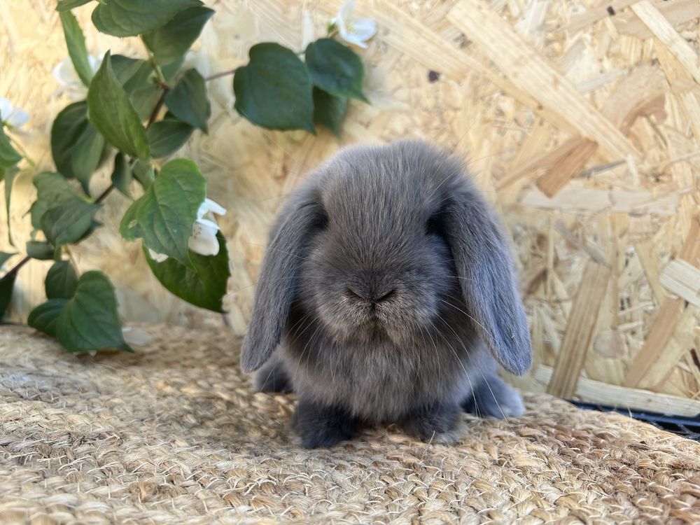 króliki baranki mini lop króliki miniaturowe króliczki