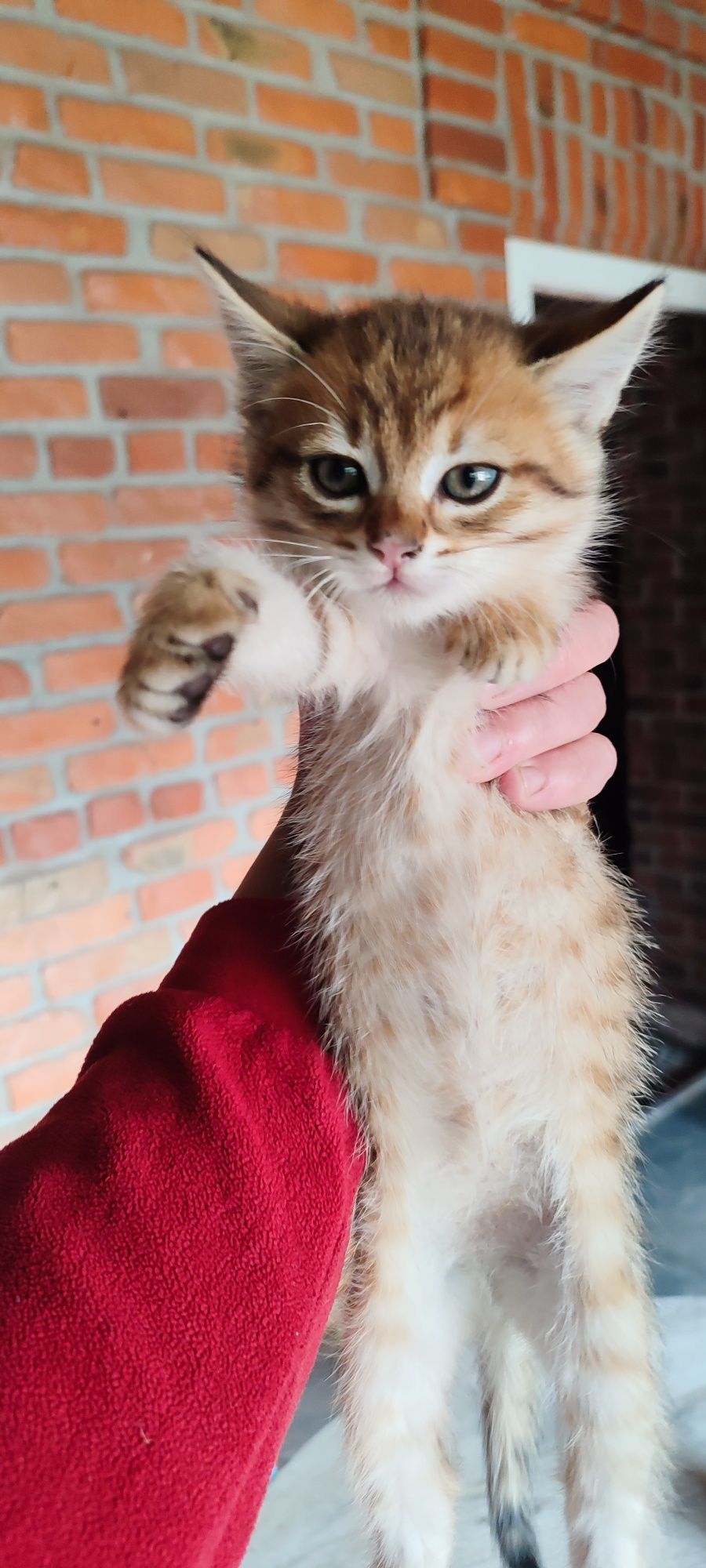 Віддам милих і грайливих кошенят