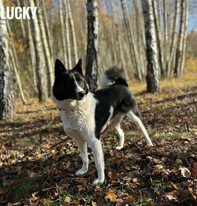 Sterylizowana, 2 letnia przyjazna, 15 kg, adopcja za darmo oddam