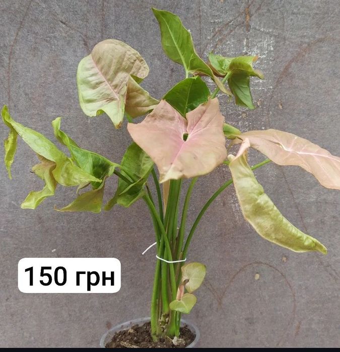 Сингоніум 'Neon Pink'