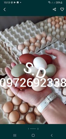 Инкубационное яйцо куры 17 пород
