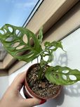 Monstera Obliqua Peru MO13