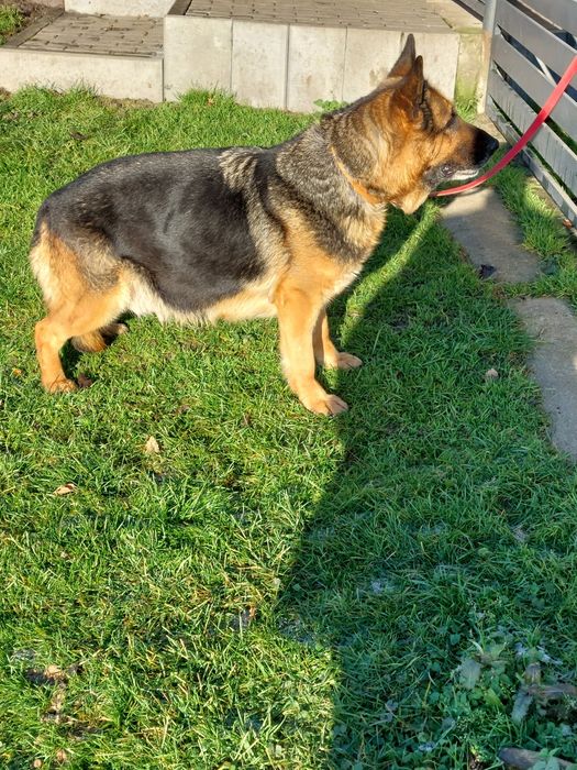 Owczarek Niemiecki Krótkowłosy [Suka]