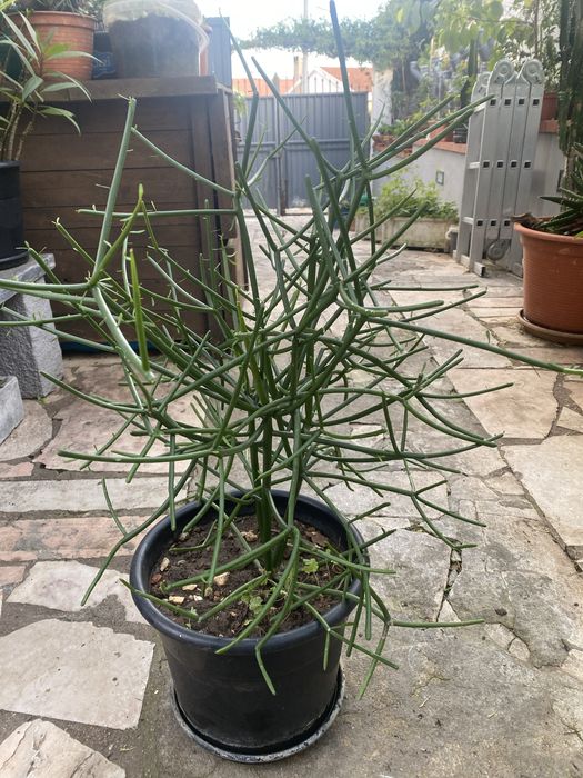 Euphorbia Tirucalli (Avellós)