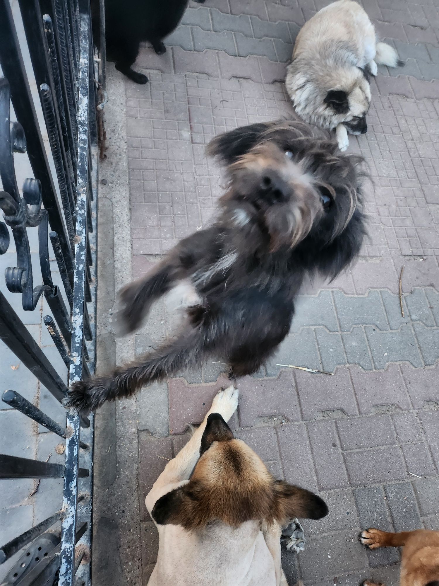 Figa kochana włochata dziewczyna do adopcji