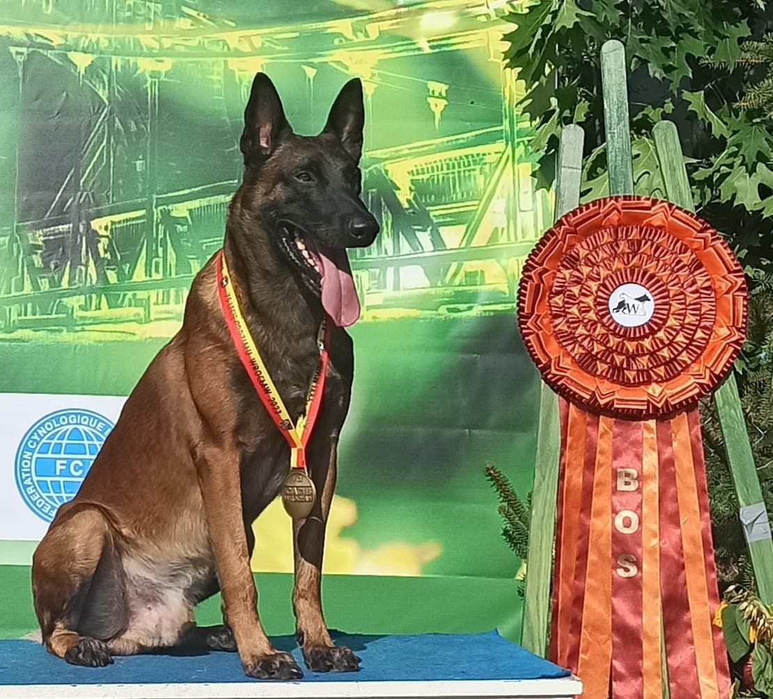 Owczarek  Belgijski Malinois