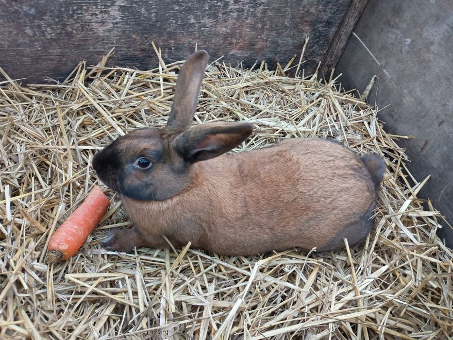 Młode Samice-królik