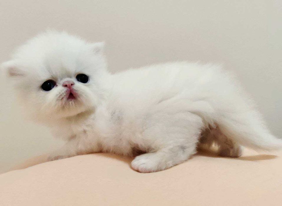 Персидські кошенята