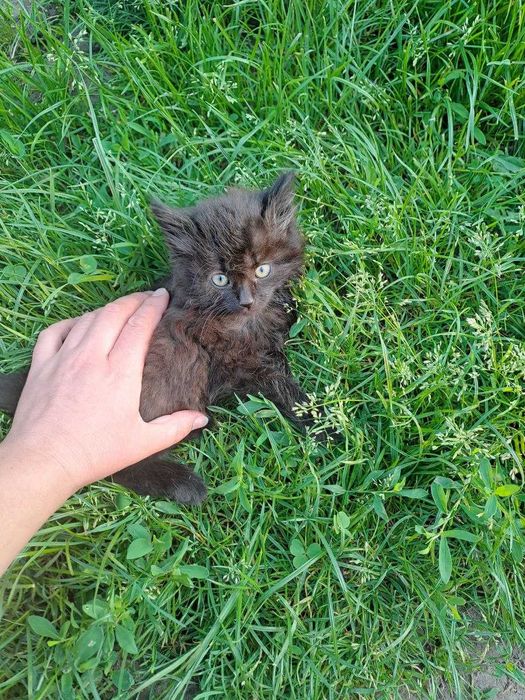 Віддамо у добрі руки миле, гарне кошенятко