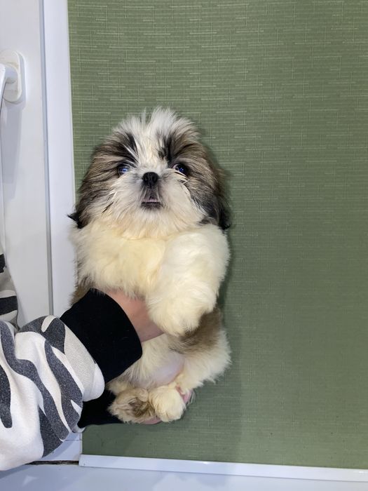 Шикарна леді з документами