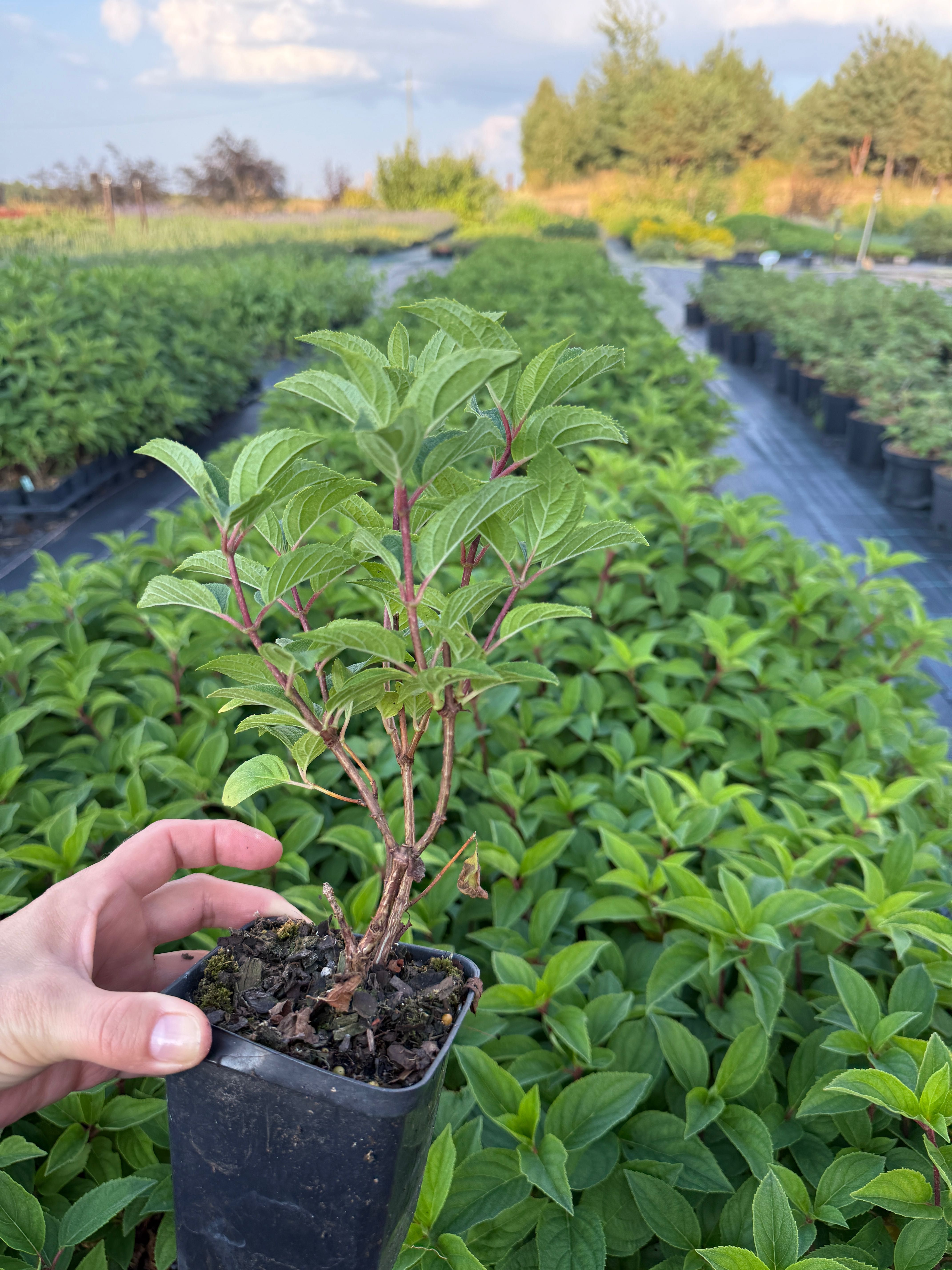 Hortensja bukietowa (Hydrangea paniculata)