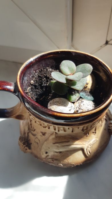 Денежное дерево толстянка красула росточки