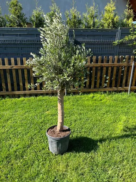 Drzewa oliwne,oliwka, 25l, z plantacji holenderskiej,do -15C,170-200cm