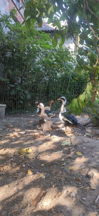 Kaczki z dowozem Warszawa - Pułtusk