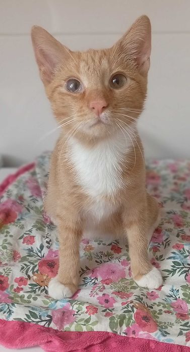 Kotki przytulaski do adopcji