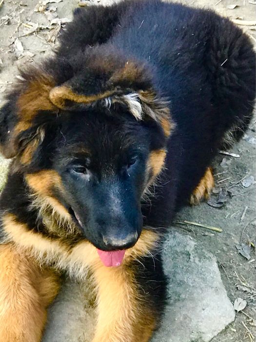 Owczarek niemiecki długowłosy przepiękny szczeniak