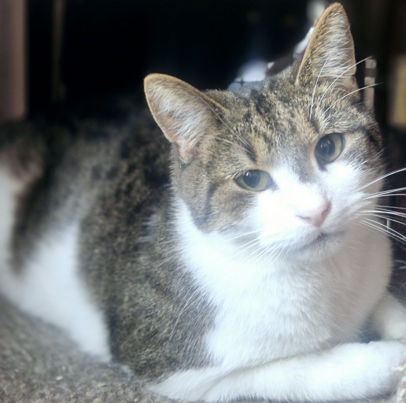 Ubiegłoroczna koteczka Mała Mi do pilnej adopcji .