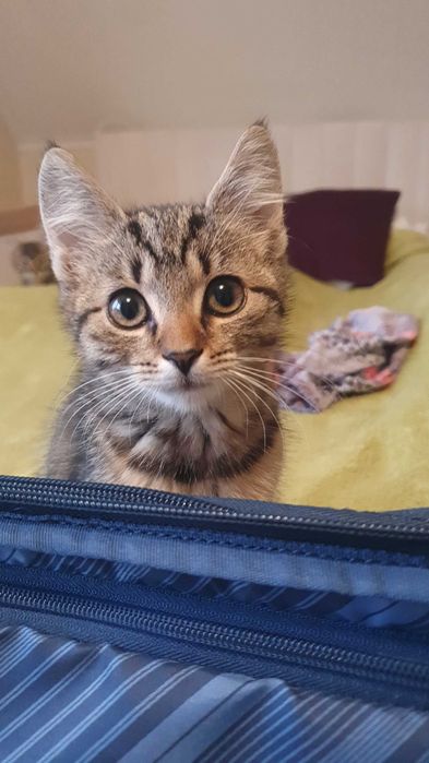 Oddam kotkę w dobre rece