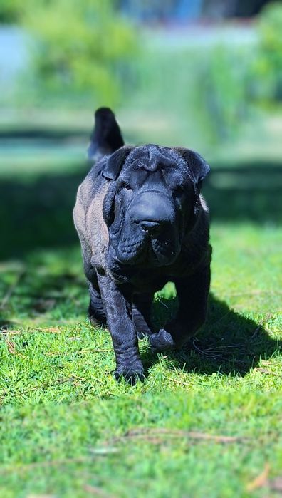 Shar pei bebe femea... Sharpei