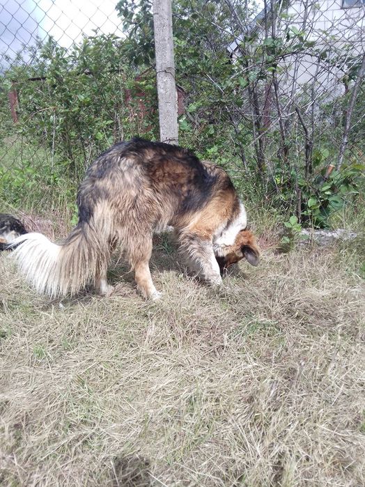 Прилаштовується доросла собакен.