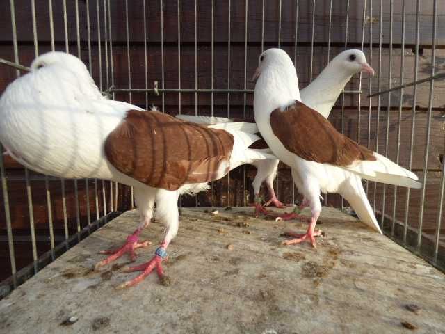 Vorburski garłacz tarczowy