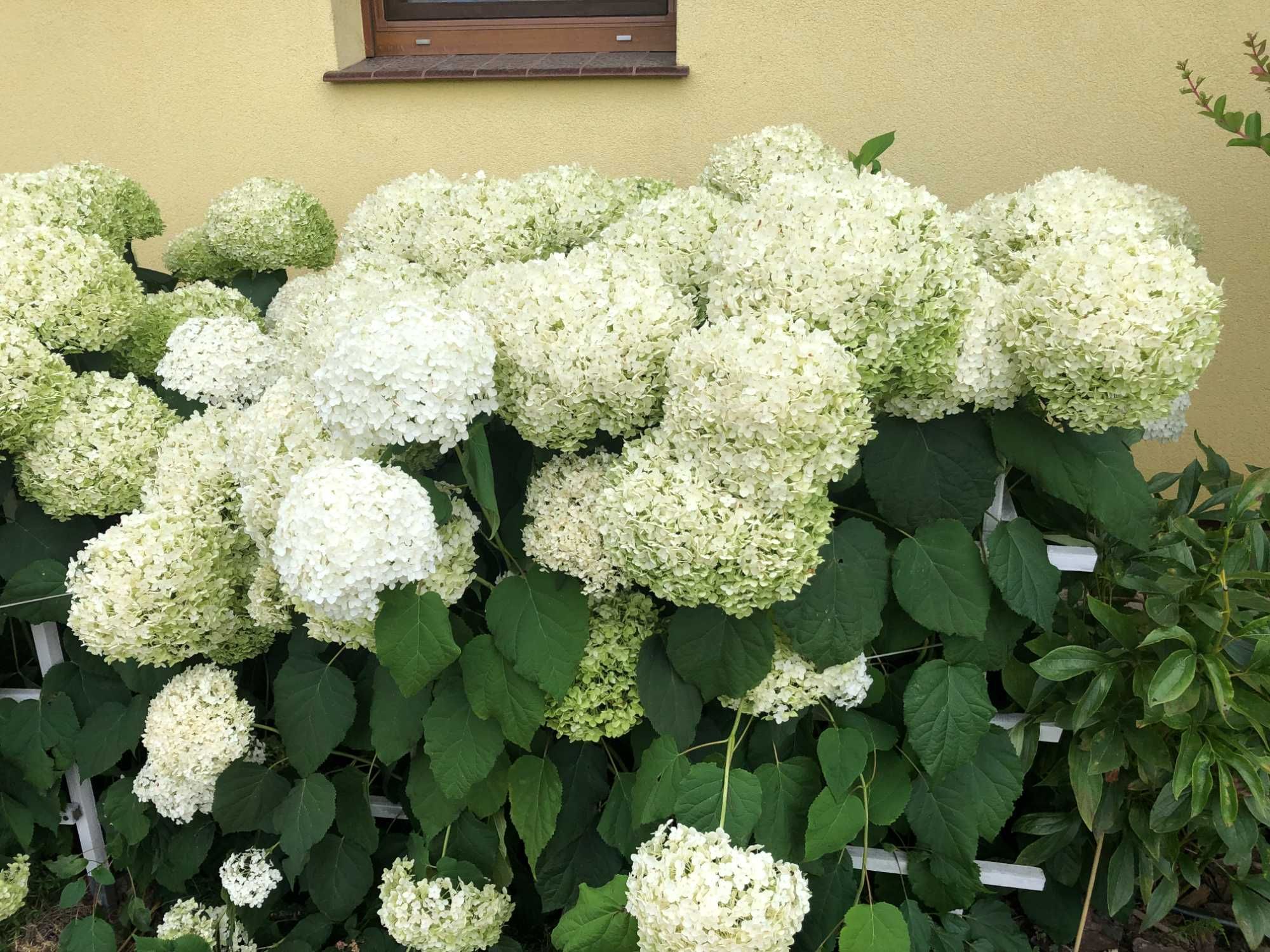 Krzewiasta Anabell nadwyżki z ogrodu 5 szt