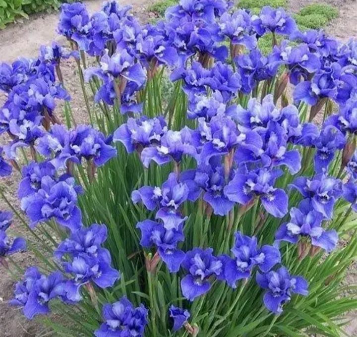 Расспродажа! Низкорослый карликовый ирис, хоста,  нарциссы!