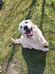 Golden retriever