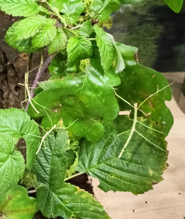 Oddam patyczaki - wyhodowane z jaj