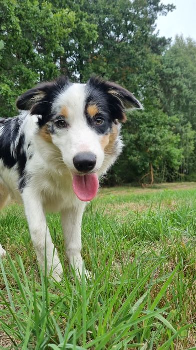 Border Collie piesek blue merle tricolor
