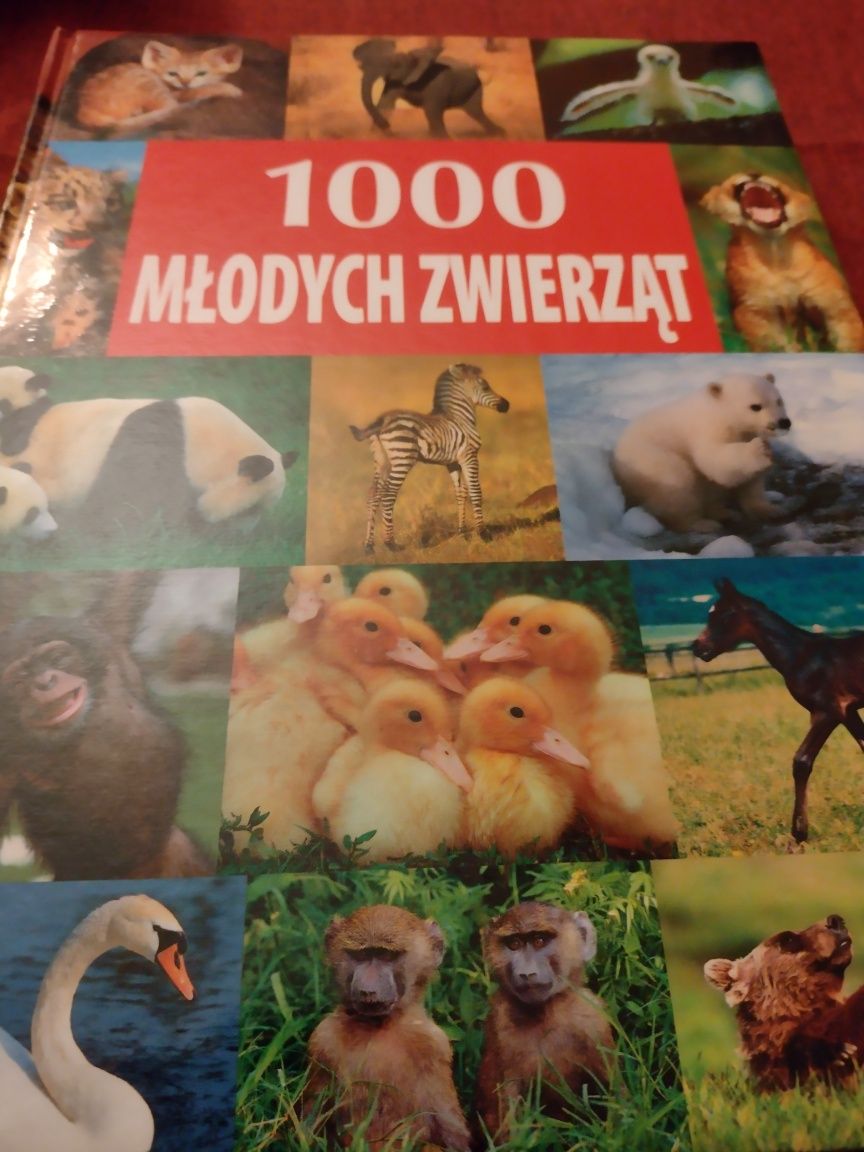 "1000 młodych zwierząt" - album