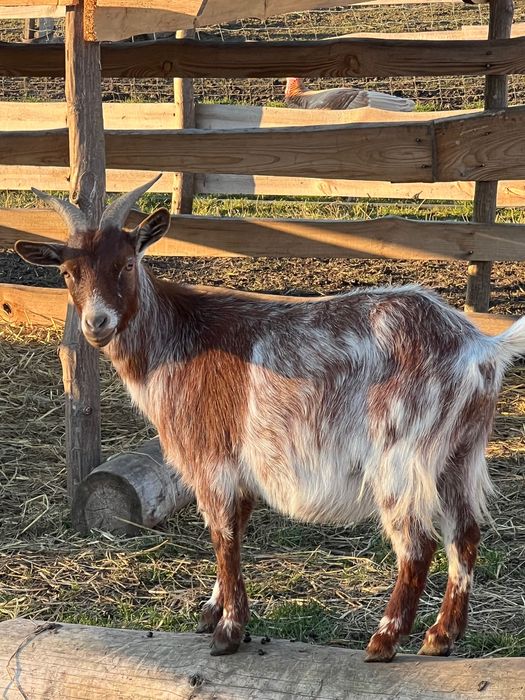 Карликова козочка коза