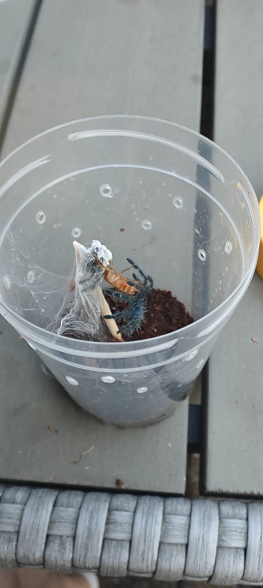 Caribena Versicolor L2/3
