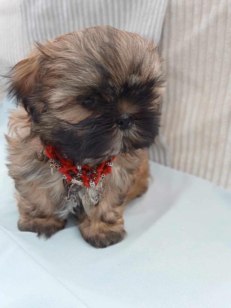 Shih-tzu szczeniak z rodowodem