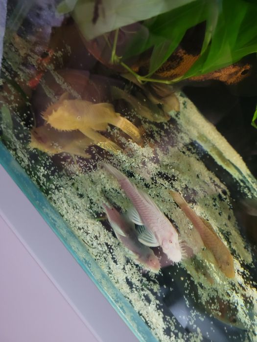 Duże zbrojniki 5sztuk, ryby akwariowe, glonojady