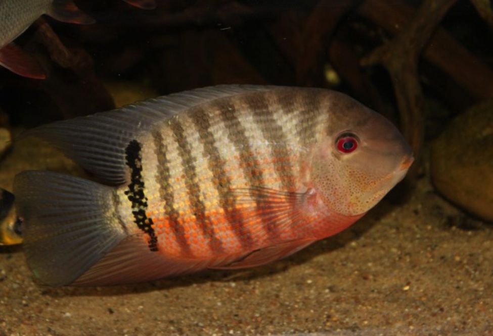 Severum liberifer