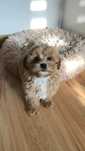 Śliczny piesek Maltipoo