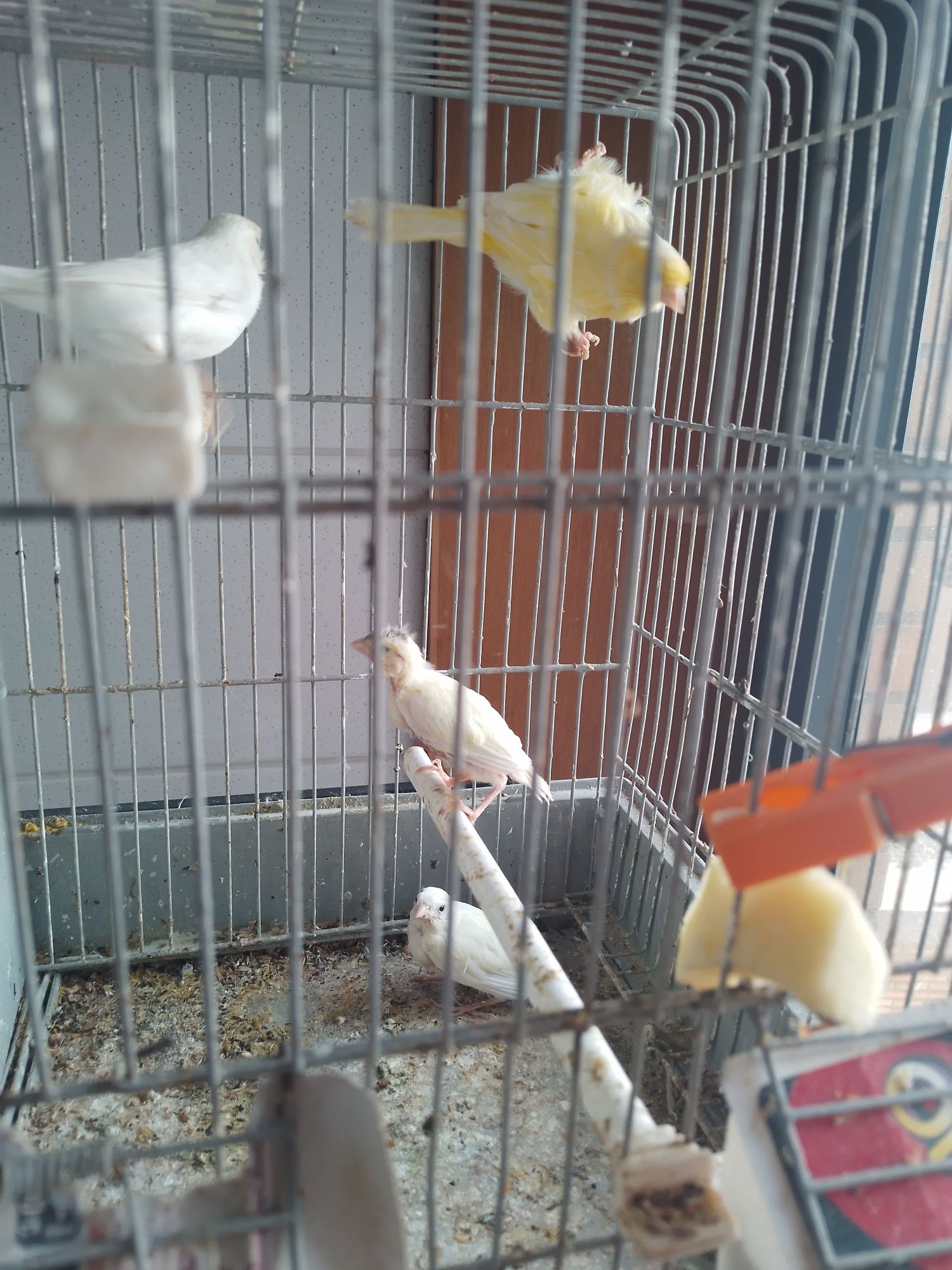 Canários e gaiola