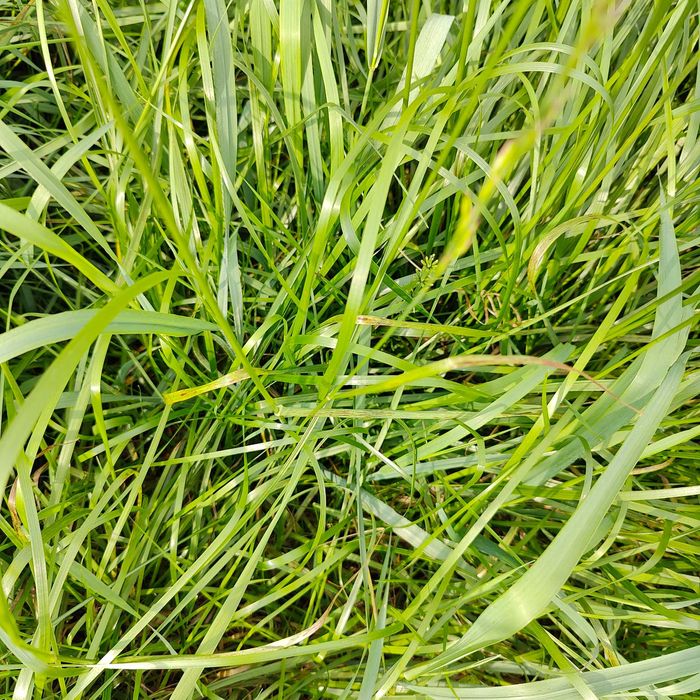 Mieszanka traw życica lucerna koniczyna trawa wysyłka